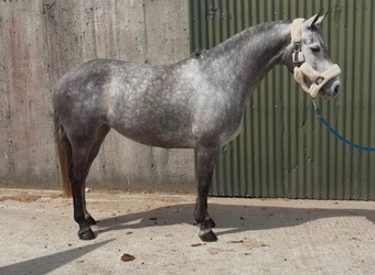 "Jumping ponies"  Gelding Show Jumper