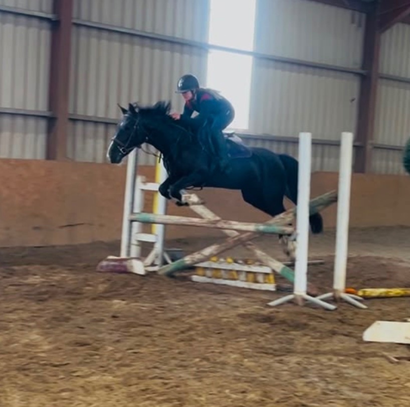 Show Jumpers  - "Jumping ponies"  Gelding Show Jumper