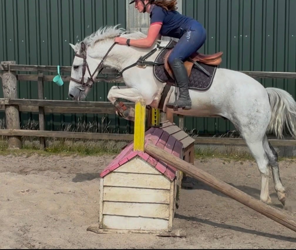 "Jumping ponies"  Gelding Show Jumper - Show Jumpers 