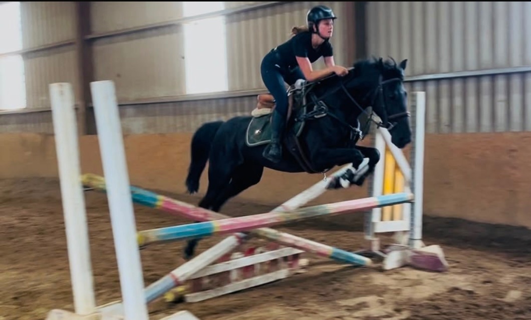 "Jumping ponies"  Gelding Show Jumper - Show Jumpers