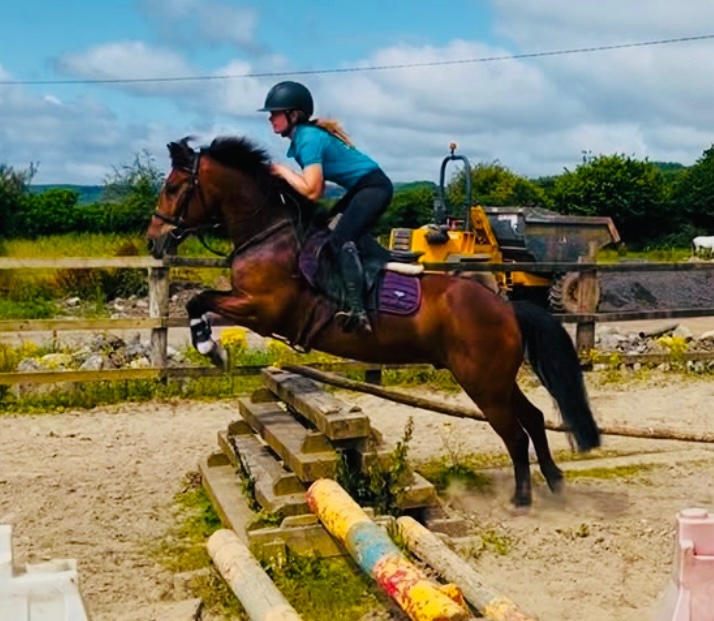 "Jumping ponies"  Gelding Show Jumper
