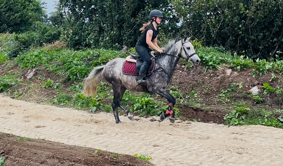  "Jumping ponies"  Gelding Show Jumper