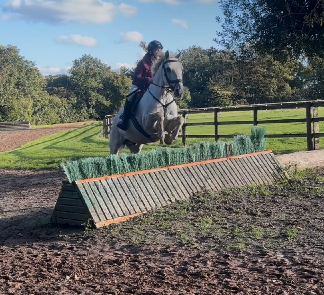 "Silver" Grey Gelding All Rounder 