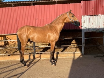"Quitador" Bay Colt Dressage Horse