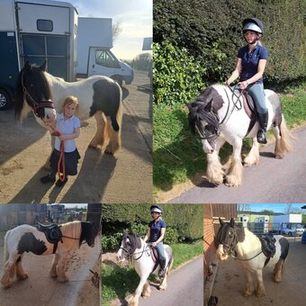 "Rambo " Piebald Gelding Cob/Heavy Horse