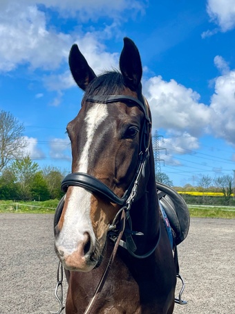 "Harry ( yay by hey by) " Dark Bay Gelding Ex Racehorse