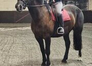 "Romeo" Black Gelding All Rounder