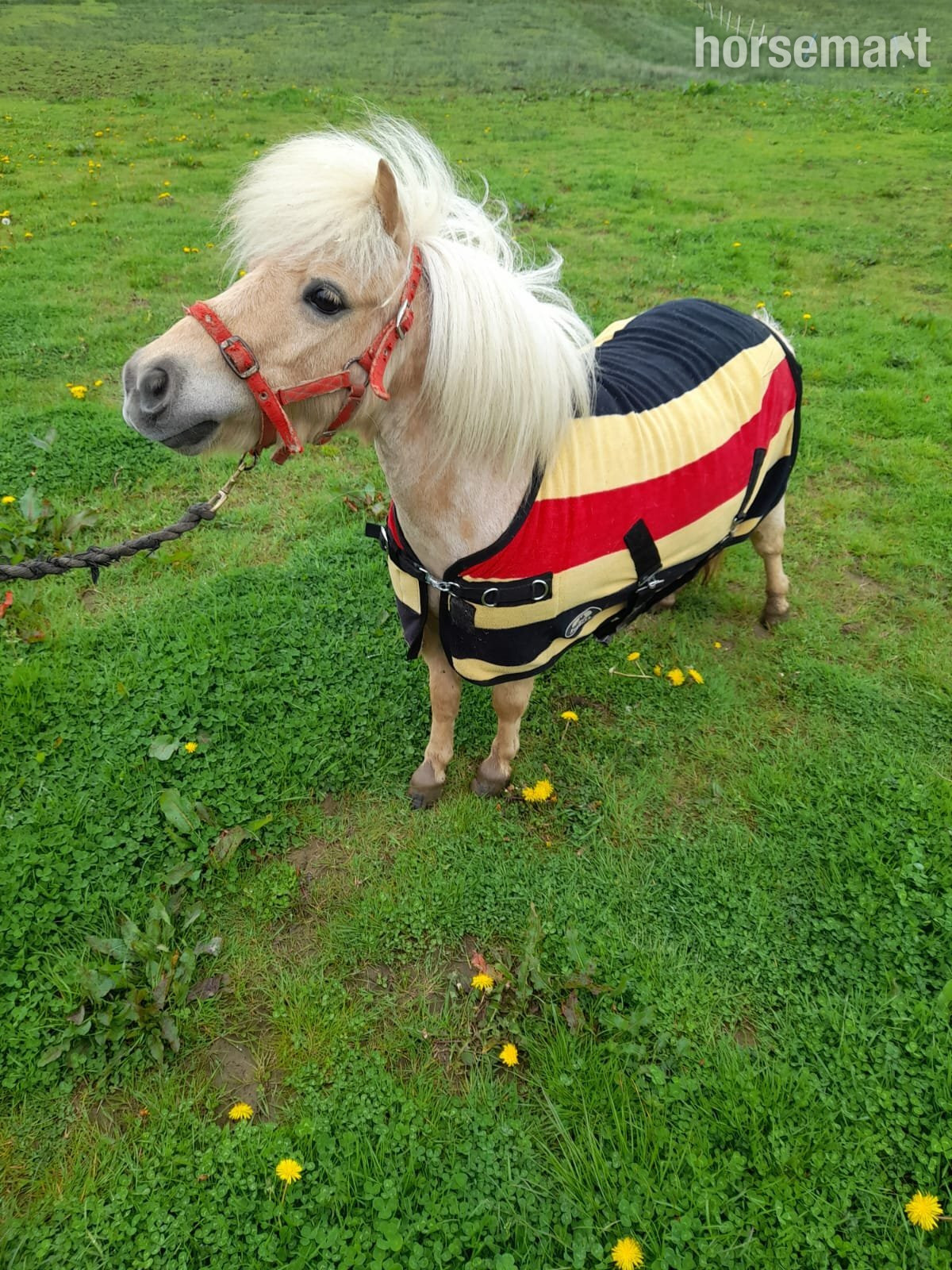 Miniature Horses  - "Snowbella Princess Tahmina"  Mare Miniature Horse