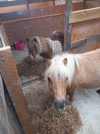 "Snowbella Princess Tahmina"  Mare Miniature Horse