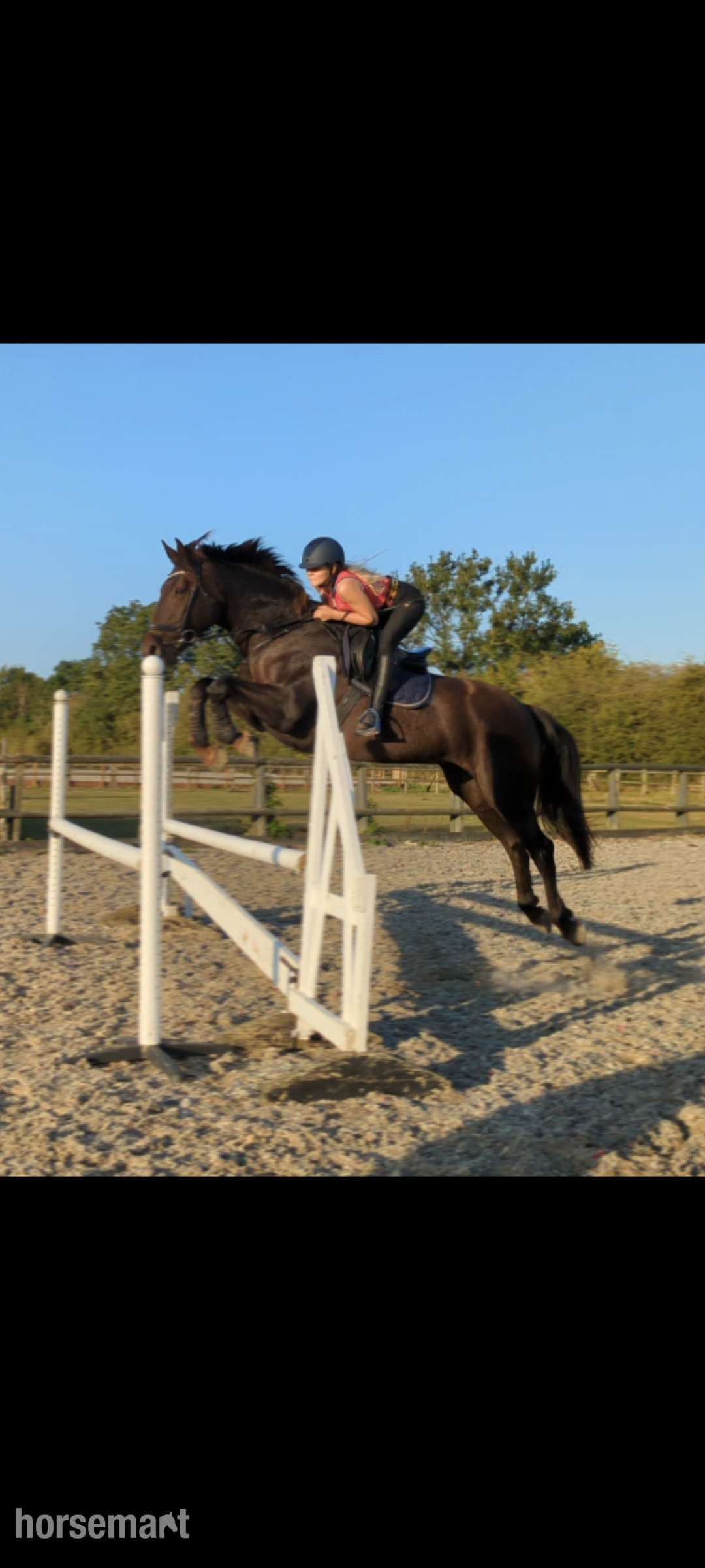 Show Jumpers  - "Willbrook Poppy Cruise/ Bessy"  Mare Show Jumper