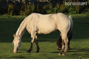 "Blossom" Cremello Mare Western Horse