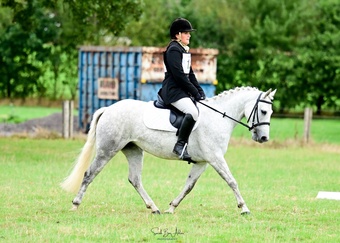 "Hettie" Grey Mare All Rounder