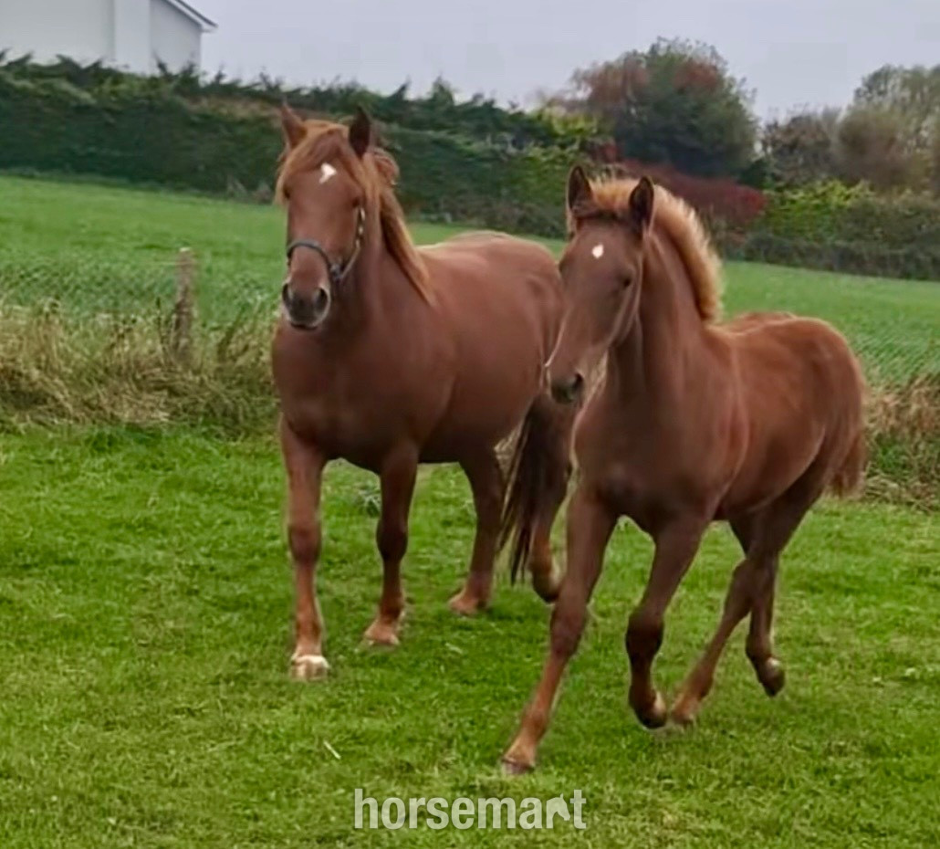 "Darcy" Chestnut Filly Showing Horse - Showing Horses in 