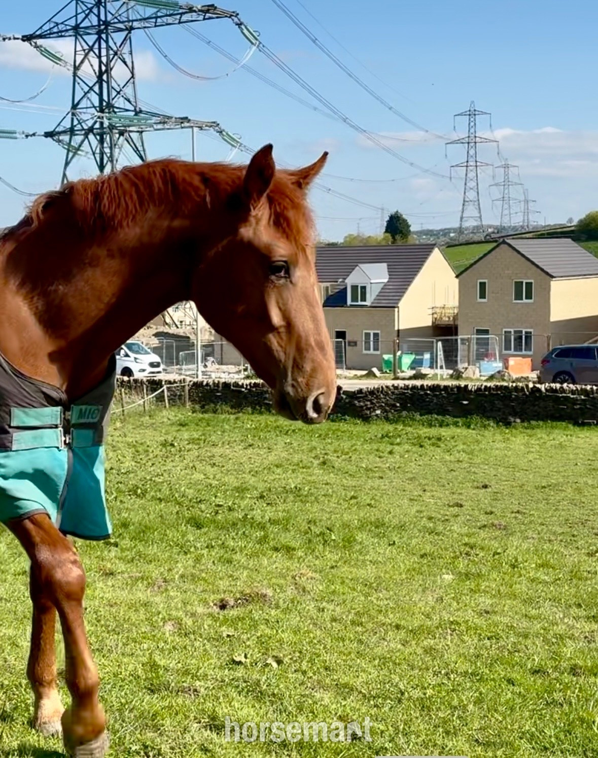 Showing Horses - "Darcy" Chestnut Filly Showing Horse in 