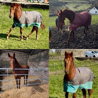 "Darcy" Chestnut Filly Showing Horse