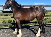 "Traditional Black Cob Filly To Make 15.2hh " Black Filly Cob/Heavy Horse