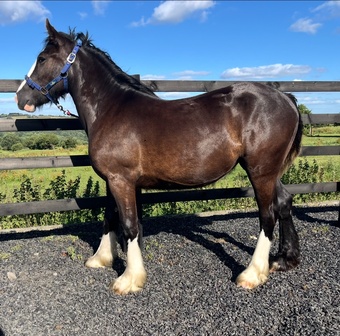 "Traditional Black Cob Filly To Make 15.2hh " Black Filly Cob/Heavy Horse