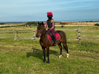 "Ezra " Bay Gelding Pony Club Pony