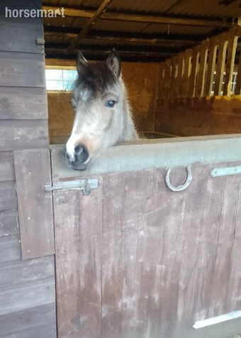 "" Buckskin Filly Youngstock / Foal
