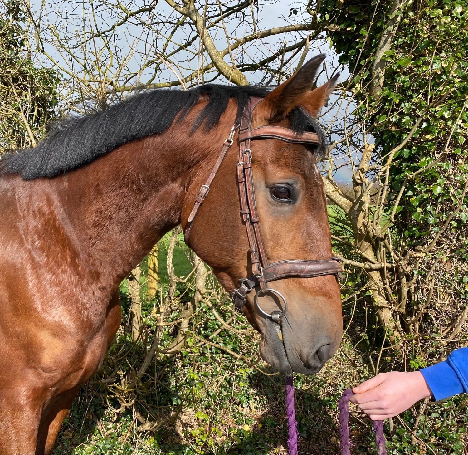 All Rounders  - "Cove Hero" Bay Gelding All Rounder