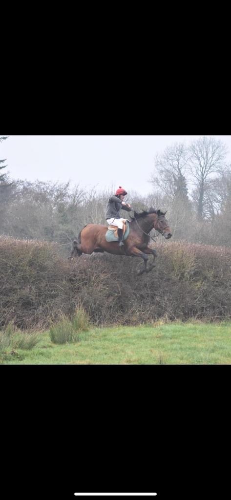 "Cove Hero" Bay Gelding All Rounder - All Rounders 