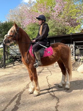 "Maverick " Chestnut Gelding All Rounder
