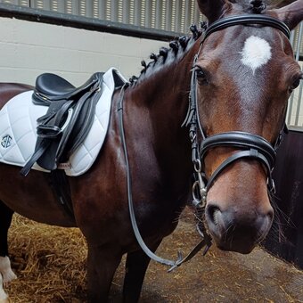 "Ebony" Dark Bay Mare All Rounder
