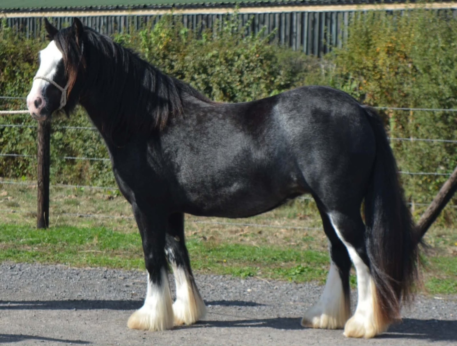 Cobs & Heavy Horses  - "SD Hyacinth " Black Filly Cob/Heavy Horse