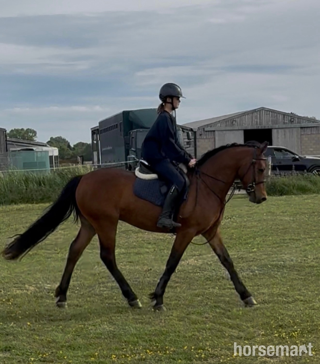 Mountain & Moorland Ponies  - "King" Bay Gelding Mountain & Moorland Pony