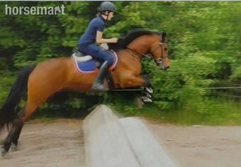 "King" Bay Gelding Mountain & Moorland Pony