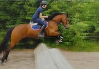 "King" Bay Gelding Mountain & Moorland Pony