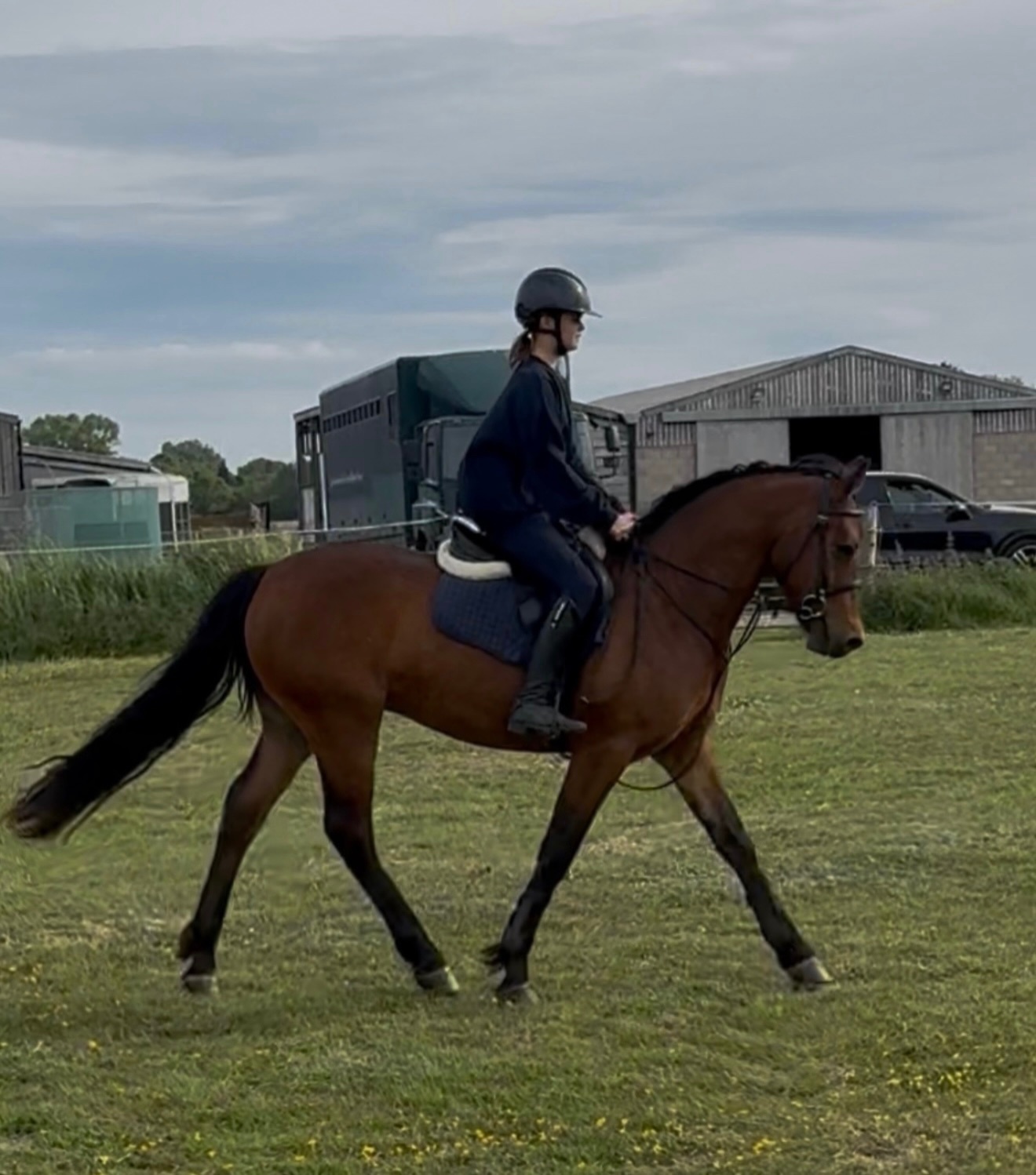 Mountain & Moorland Ponies  - "King" Bay Gelding Mountain & Moorland Pony