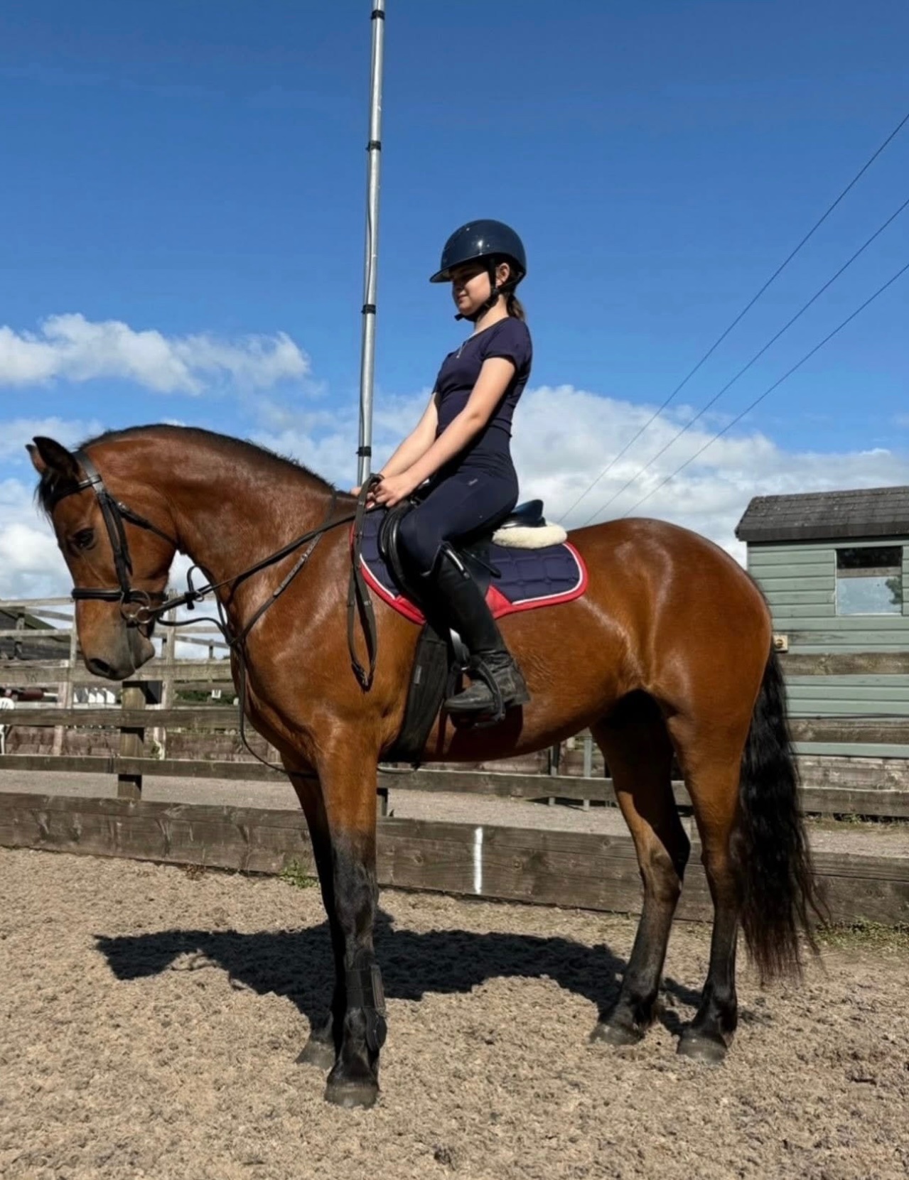 "King" Bay Gelding Mountain & Moorland Pony - 