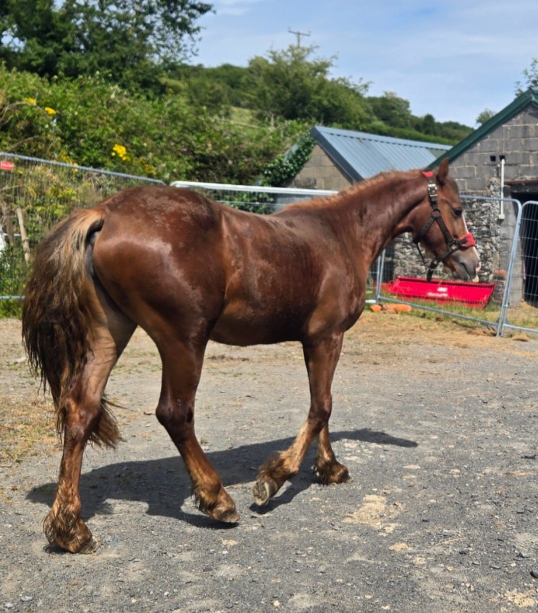 Youngstock and Foals  - "Dyffryn Cothi ionawr" Chestnut Filly Youngstock / Foal