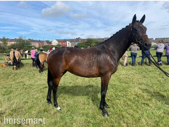 "Basford starstruck" Bay Mare All Rounder