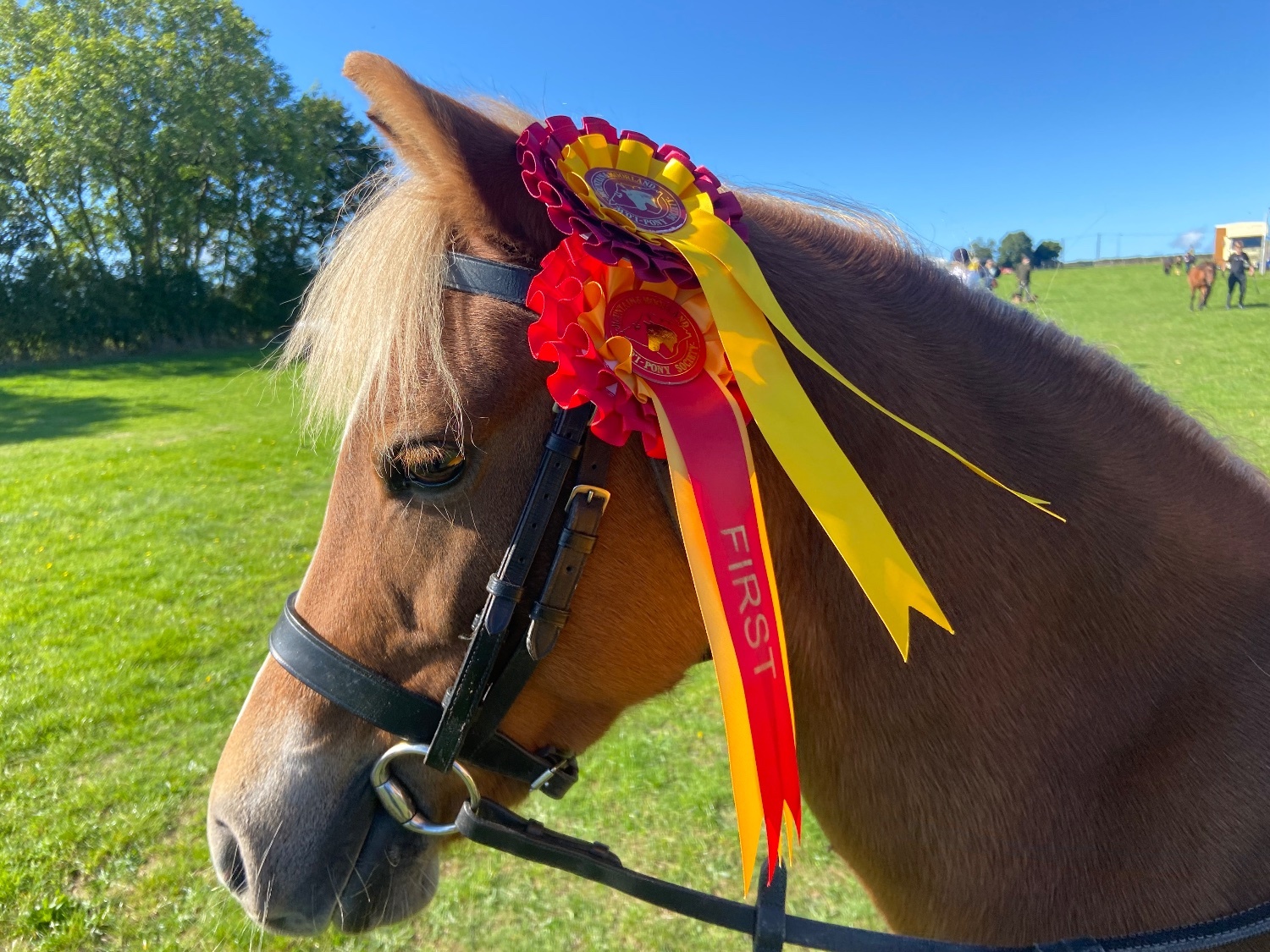 All Rounders  - "Elsa (Treflan Cadi) " Chestnut Mare All Rounder
