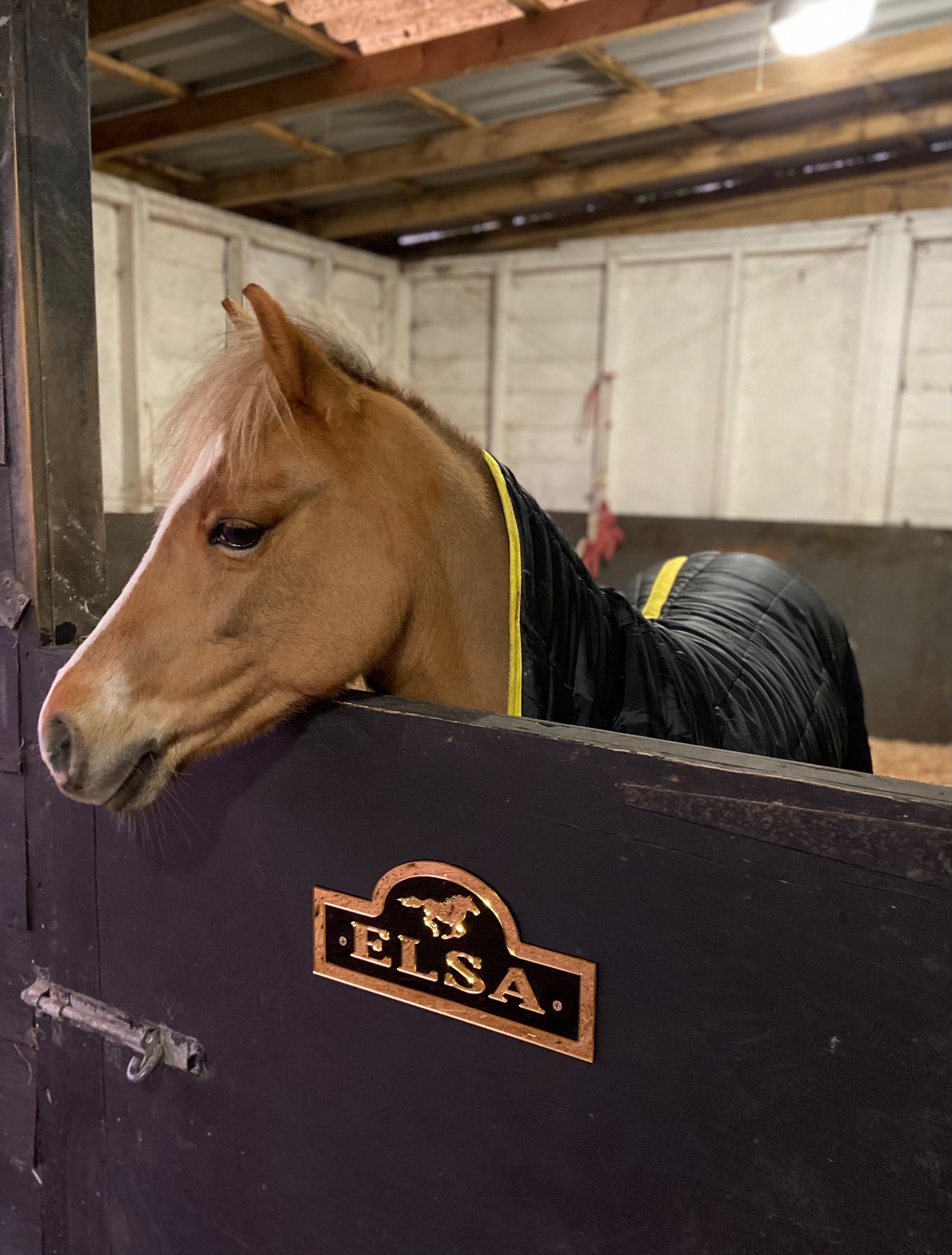 "Elsa (Treflan Cadi) " Chestnut Mare All Rounder - 