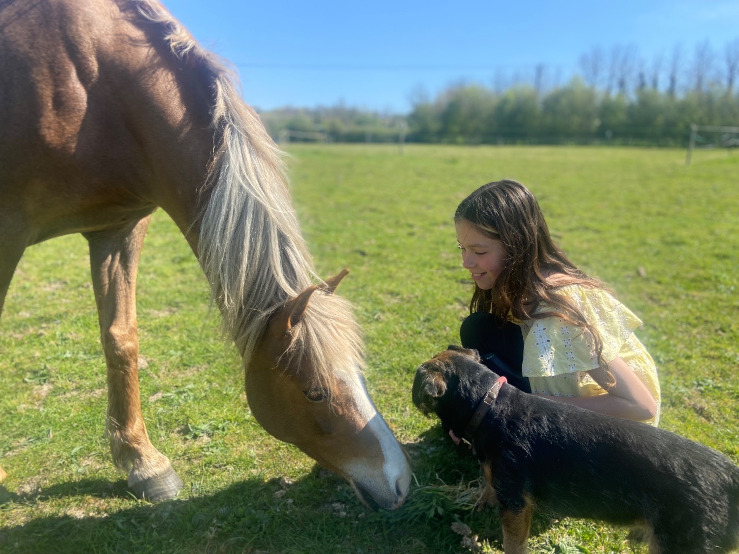 "Elsa (Treflan Cadi) " Chestnut Mare All Rounder - All Rounders