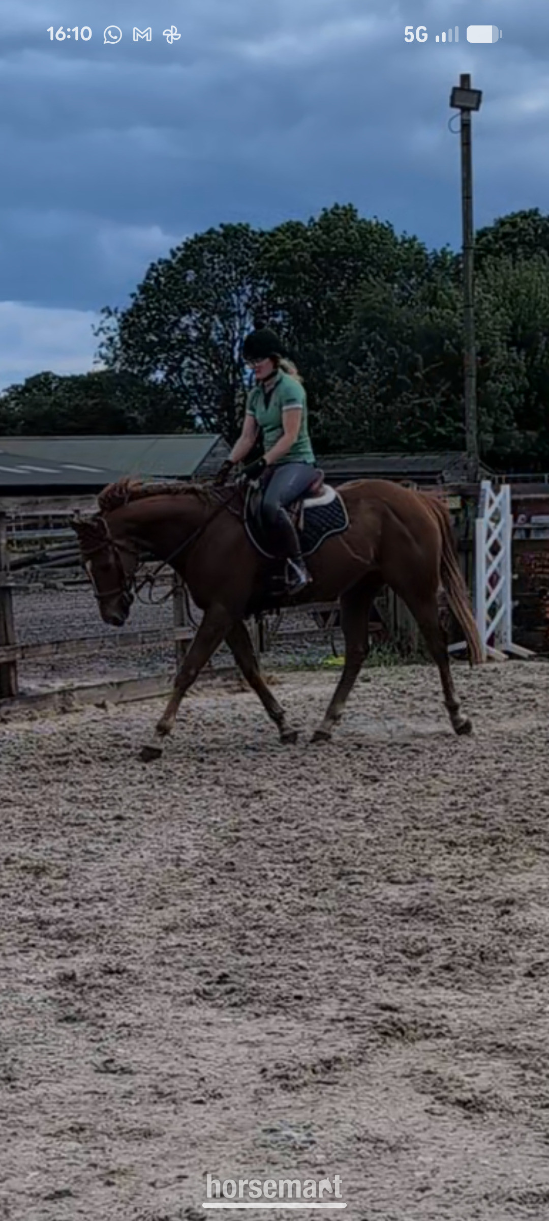 "Walter" Chestnut Gelding Ex Racehorse - Ex Racehorses