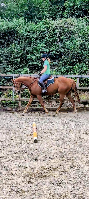 "Walter" Chestnut Gelding Ex Racehorse