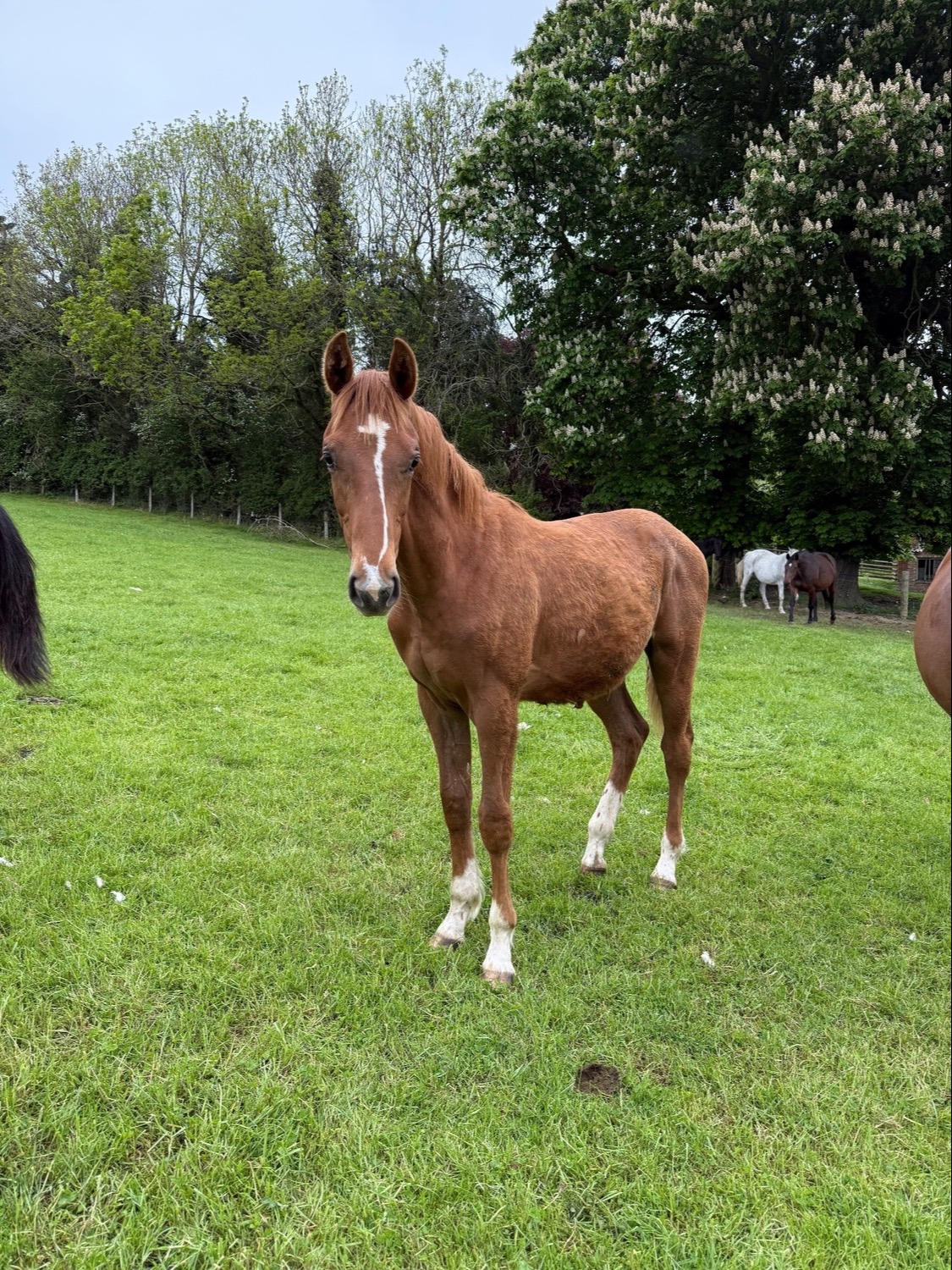 Show Jumpers  - "Yearling colts"  Colt Show Jumper