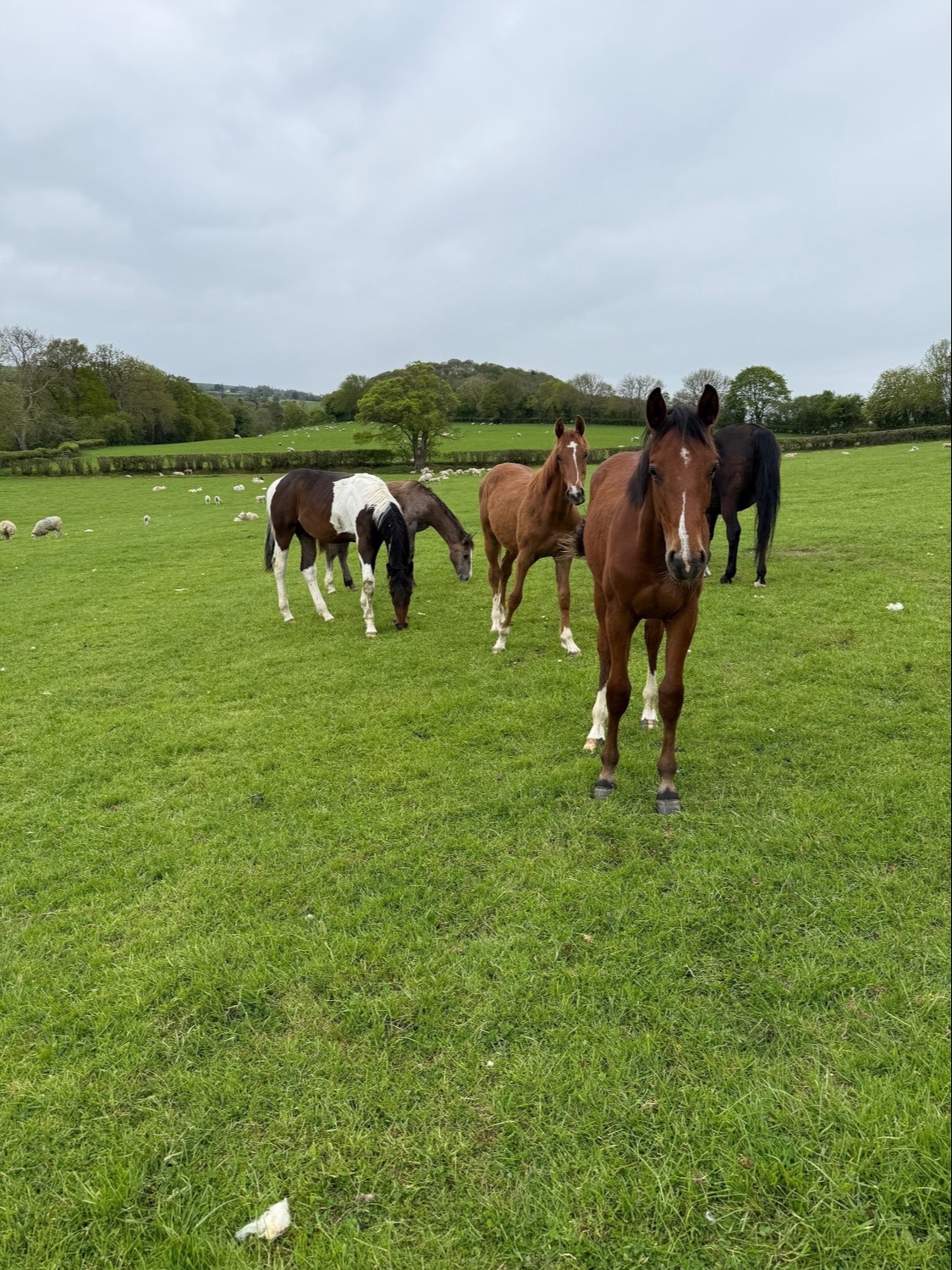 "Yearling colts"  Colt Show Jumper - 