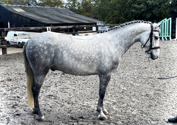 Dapple Grey Horses For Sale in Bexhill