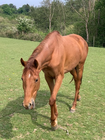 "Barnwoods Royal Twiglet (Twig)" Chestnut Mare Young Sport Horse