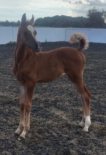 "Amir aleasifa " Chestnut Colt Showing Horse