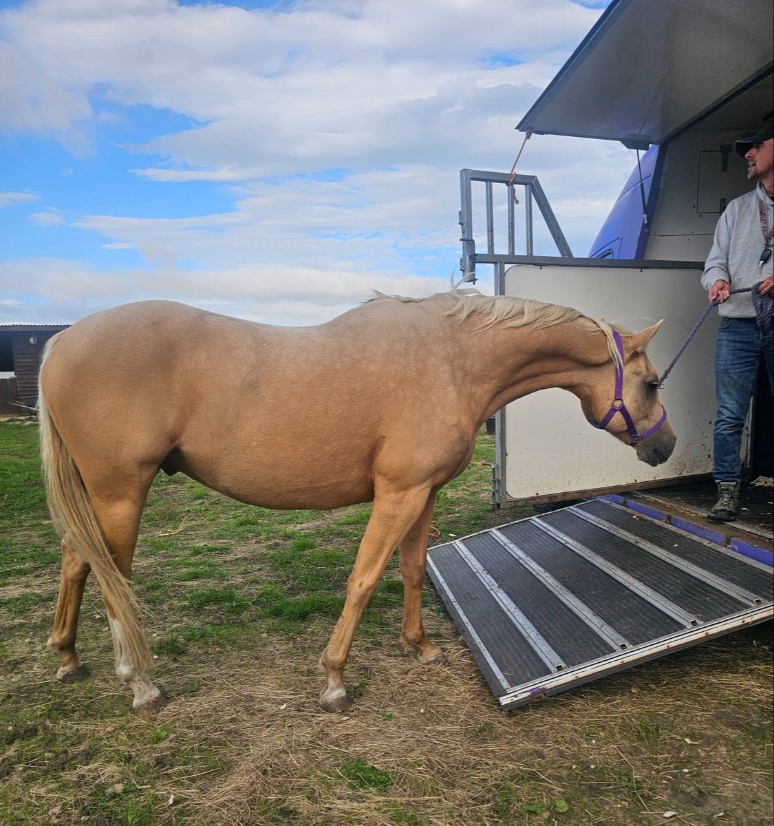 All Rounders  - "Roo" Palomino Gelding All Rounder