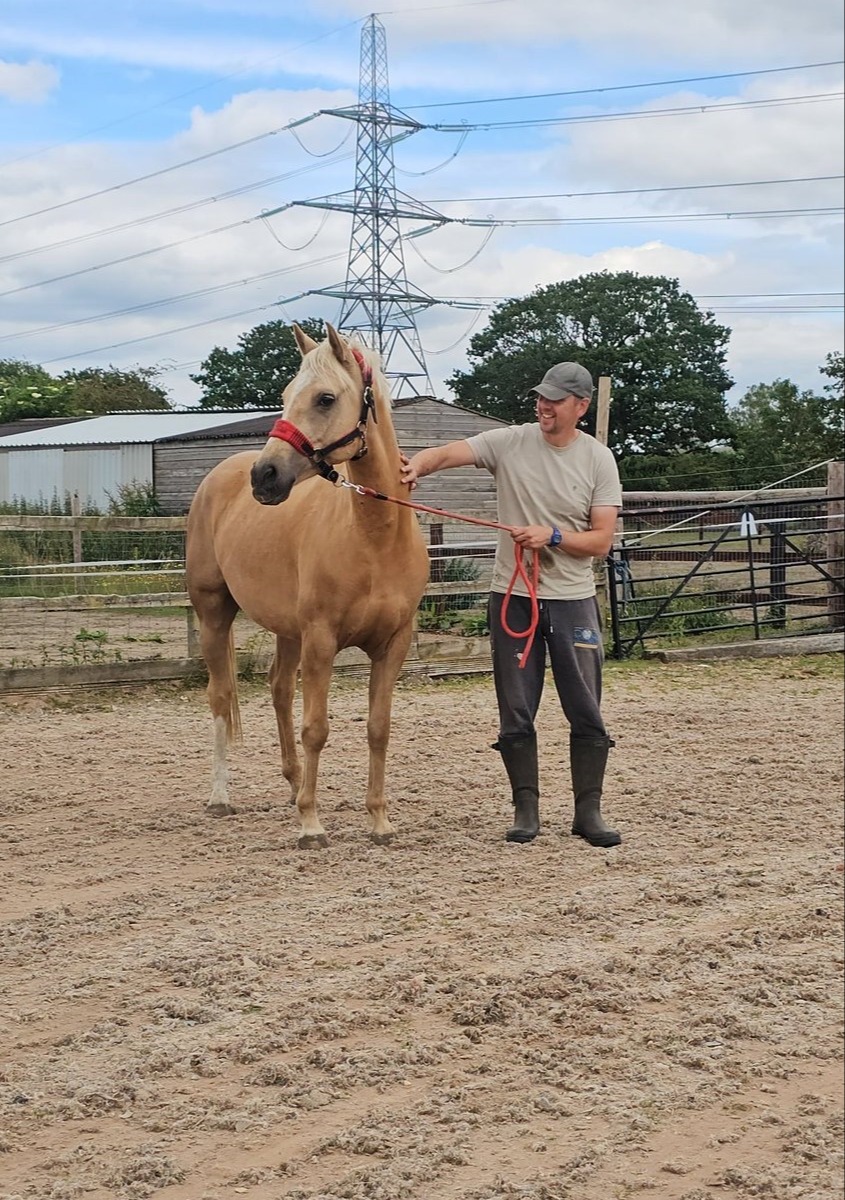 "Roo" Palomino Gelding All Rounder - All Rounders 