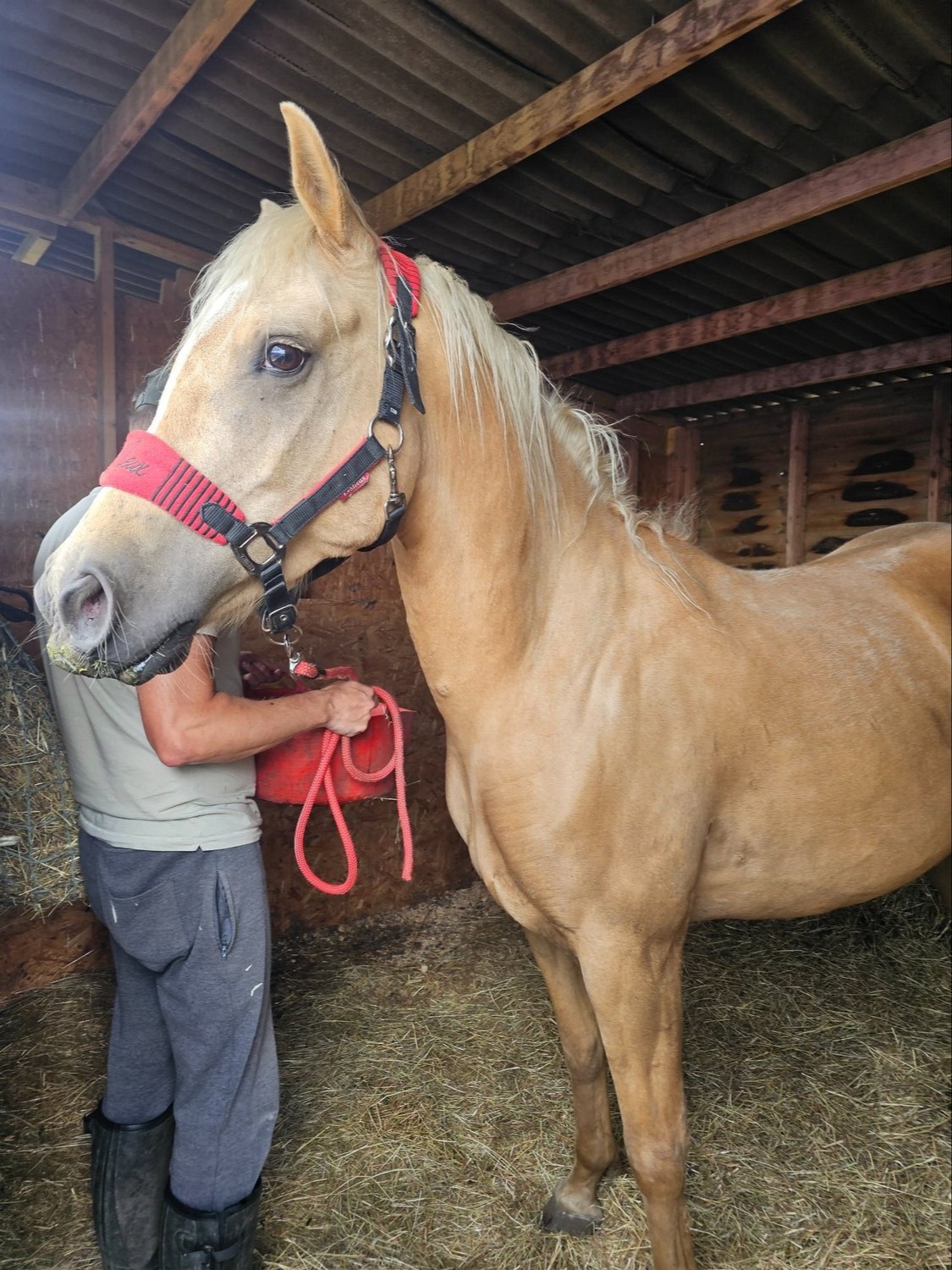 "Roo" Palomino Gelding All Rounder - 