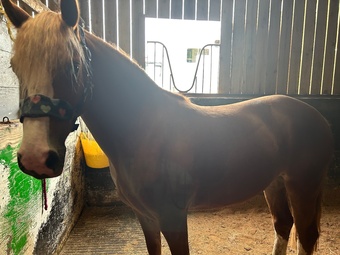 "Talyllyyn Ceura" Chestnut Mare Mountain & Moorland Pony