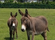 "Lovely Donkey mare  And Daughter " Brown Mare Family Horse